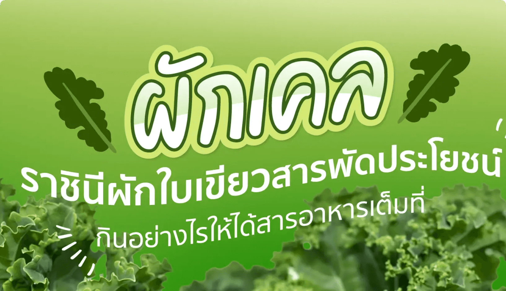 ผักเคล ราชินีผักใบเขียวสารพัดประโยชน์
